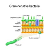 Cell wall structure of Gram-negative Bacteria for example Helico Stock Illustration Cell wall structure of Gram-negative Bacteria for example Helico Stock Illustration