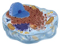 Cellula animale