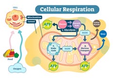Cellular respiration medical vector illustration diagram, respiration process scheme.