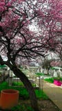 cemetery chillan, Chile, cherry tree stock photography cemetery chillan, Chile, cherry tree stock photography
