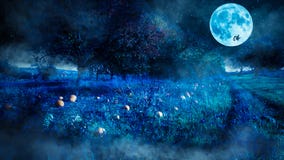 Cena assustador da noite do Dia das Bruxas com um campo da abóbora e uma bruxa de voo como uma silhueta antes da Lua cheia fotos de stock royalty free Cena assustador da noite do Dia das Bruxas com um campo da abóbora e uma bruxa de voo como uma silhueta antes da Lua cheia fotos de stock royalty free