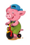 Cena dos desenhos animados com equitação do porco em uma bicicleta - no fundo branco Imagens de Stock Cena dos desenhos animados com equitação do porco em uma bicicleta - no fundo branco Imagens de Stock
