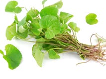 Centella asiatica Foto de archivo libre de regalías Centella asiatica Foto de archivo libre de regalías