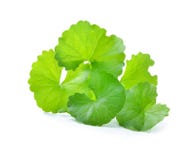 Centella asiatica, Pennywort asiático, (Centella asiatica (Linn ) Imagen de archivo libre de regalías Centella asiatica, Pennywort asiático, (Centella asiatica (Linn ) Imagen de archivo libre de regalías