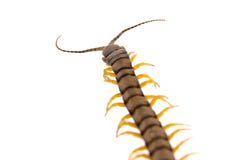 Centipede - Climb Stock Photos