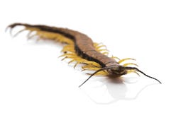 Centipede - Coming For You! Royalty Free Stock Photography