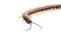 Centipede - Curve Stock Image