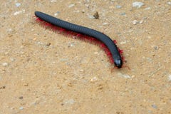 Centopiedi che cammina sul terreno di Machu Pichu, Perù, 02/08/2019 immagini stock Centopiedi che cammina sul terreno di Machu Pichu, Perù, 02/08/2019 immagini stock