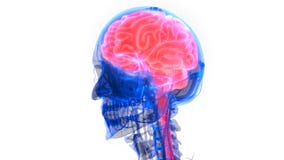 Centraal Orgaan van het Menselijke Zenuwstelsel Brain Anatomy royalty-vrije illustratie Centraal Orgaan van het Menselijke Zenuwstelsel Brain Anatomy royalty-vrije illustratie