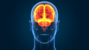 Centraal Orgaan van het Menselijke Zenuwstelsel Brain Anatomy stock illustratie Centraal Orgaan van het Menselijke Zenuwstelsel Brain Anatomy stock illustratie