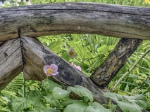 Central Park de jardin de Shakespeare, New York City Photographie stock Central Park de jardin de Shakespeare, New York City Photographie stock