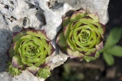 Centrales succulentes vertes photos libres de droits Centrales succulentes vertes photos libres de droits
