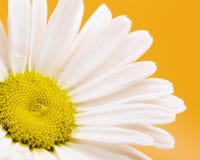 Centre de Daisy Flower With Rain Drops images stock Centre de Daisy Flower With Rain Drops images stock
