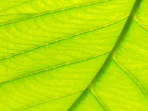 Centre de macro vert de texture de feuille et trouble choisis de la texture de feuilles Utile comme fond images stock Centre de macro vert de texture de feuille et trouble choisis de la texture de feuilles Utile comme fond images stock