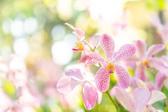 Centre sélectif de belles fleurs colorées avec le fond de bokeh d'été Style de couleur de vintage photographie stock libre de droits Centre sélectif de belles fleurs colorées avec le fond de bokeh d'été Style de couleur de vintage photographie stock libre de droits