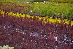 Centro del deposito del giardino con molte di giovani conifere fotografia stock Centro del deposito del giardino con molte di giovani conifere fotografia stock