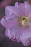 Centro roxo bonito da flor especialmente para uma menina imagem de stock Centro roxo bonito da flor especialmente para uma menina imagem de stock