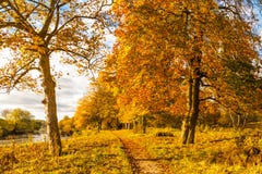Cenário bonito, dourado do outono com árvores e folhas douradas na luz do sol em Escócia fotografia de stock Cenário bonito, dourado do outono com árvores e folhas douradas na luz do sol em Escócia fotografia de stock