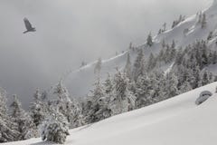 Cenário da montanha do inverno Pinheiros cobertos com a neve em uma inclinação de montanha em uma névoa clara, e um pássaro de vo imagens de stock Cenário da montanha do inverno Pinheiros cobertos com a neve em uma inclinação de montanha em uma névoa clara, e um pássaro de vo imagens de stock