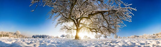 Cenário panorâmico magnífico do inverno com uma grande árvore na neve fotografia de stock Cenário panorâmico magnífico do inverno com uma grande árvore na neve fotografia de stock