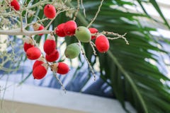 Ceralacca di renda di Raja Lipstick Palm Cyrtostachys fotografia stock libera da diritti Ceralacca di renda di Raja Lipstick Palm Cyrtostachys fotografia stock libera da diritti