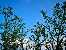 Cercando il cielo blu con il fondo della nuvola con naturale immagine stock Cercando il cielo blu con il fondo della nuvola con naturale immagine stock