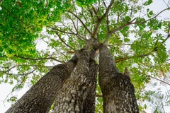 Cercando nella foresta immagini stock libere da diritti Cercando nella foresta immagini stock libere da diritti