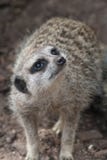 Cercare del primo piano di Meerkat fotografia stock Cercare del primo piano di Meerkat fotografia stock