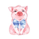 Cerdo divertido y arco azul stock de ilustración Cerdo divertido y arco azul stock de ilustración
