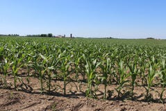 Cereale di campo con e un'azienda agricola immagine stock libera da diritti Cereale di campo con e un'azienda agricola immagine stock libera da diritti