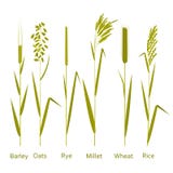 Cereals plants set. Carbohydrates sources stock illustration Cereals plants set. Carbohydrates sources stock illustration