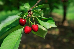 Cerezas maduras rojas dulces en rama de árbol Foto de archivo Cerezas maduras rojas dulces en rama de árbol Foto de archivo