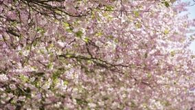 Cerezos japoneses - el flor hojea vuelo en viento almacen de video Cerezos japoneses - el flor hojea vuelo en viento almacen de video