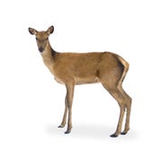 Cerfs communs Cerfs communs