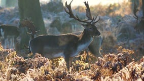 Cerfs communs affrichés Cerfs communs affrichés