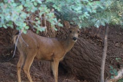 Cerfs communs dans les arbres à un terrain de camping images stock Cerfs communs dans les arbres à un terrain de camping images stock