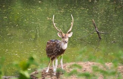 Cerfs communs repérés photographie stock Cerfs communs repérés photographie stock