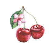 Cerises d'aquarelle sur le fond blanc illustration de vecteur Cerises d'aquarelle sur le fond blanc illustration de vecteur