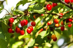 Cerises rouges douces sur l'arbre photographie stock libre de droits Cerises rouges douces sur l'arbre photographie stock libre de droits