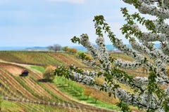 Cerisier de fleur de ressort dans le vignoble La Moravie du sud Tchèque Repu photo libre de droits Cerisier de fleur de ressort dans le vignoble La Moravie du sud Tchèque Repu photo libre de droits