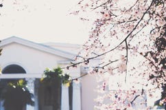 Cerisier de floraison dans une ville photo stock Cerisier de floraison dans une ville photo stock
