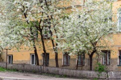 Cerisiers de floraison sur le fond d'une vieille maison images libres de droits Cerisiers de floraison sur le fond d'une vieille maison images libres de droits