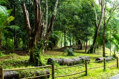 Cerque el bambú que camina la cascada del Si Dit, Phetchabun fotografía de archivo libre de regalías Cerque el bambú que camina la cascada del Si Dit, Phetchabun fotografía de archivo libre de regalías
