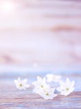 Certains offrent des fleurs d'anémone photos stock Certains offrent des fleurs d'anémone photos stock