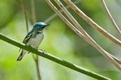 Cerulean Warbler Stock Images Cerulean Warbler Stock Images