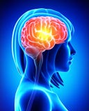 Cerveau femelle dans le rayon X bleu illustration libre de droits Cerveau femelle dans le rayon X bleu illustration libre de droits