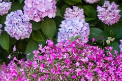 Cespuglio di Hortensia e molti fiori rosa del trifoglio piccoli fotografia stock Cespuglio di Hortensia e molti fiori rosa del trifoglio piccoli fotografia stock