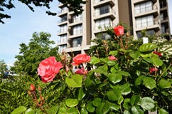 Cespuglio di rosa rossa su fondo di una costruzione urbana immagini stock libere da diritti Cespuglio di rosa rossa su fondo di una costruzione urbana immagini stock libere da diritti