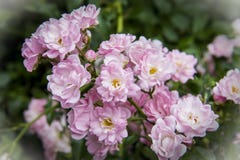 Cespuglio di rose di rosa di Floribunda Immagine Stock Cespuglio di rose di rosa di Floribunda Immagine Stock