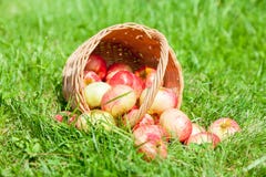Cesta de mimbre de madera de manzanas maduras frescas en jardín imagen de archivo Cesta de mimbre de madera de manzanas maduras frescas en jardín imagen de archivo